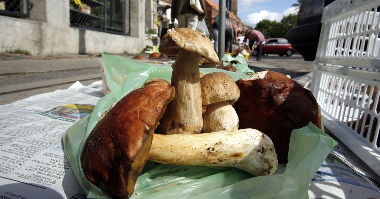 Łódź: Kiedy będą grzyby? Po deszczach pogoda sprzyja grzybiarzom!