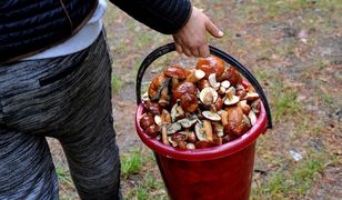 Ważne wieści dla grzybiarzy. GIS wydał ostrzeżenie