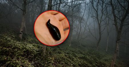Wrócił z lasu do domu. Niewiarygodne, co znalazł w bucie