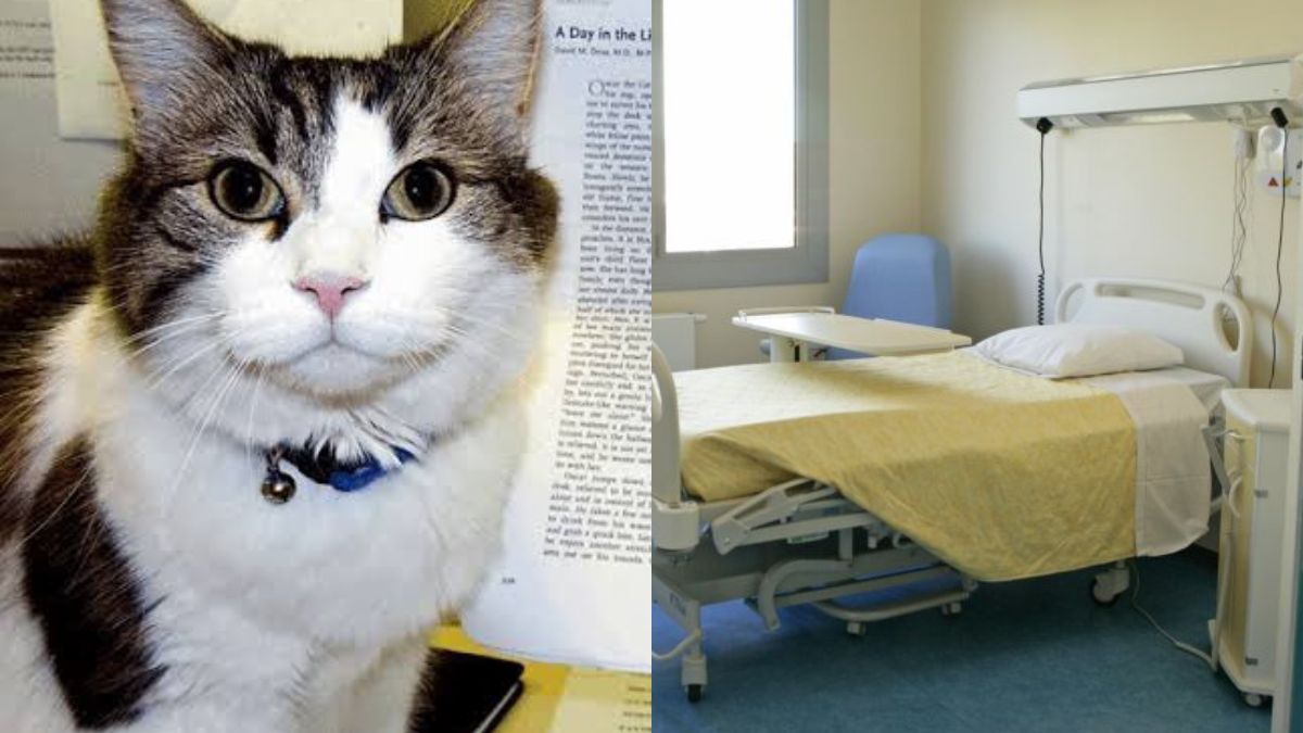 Kot Oscar przewidział śmierć stu pacjentów. Jak to robił?