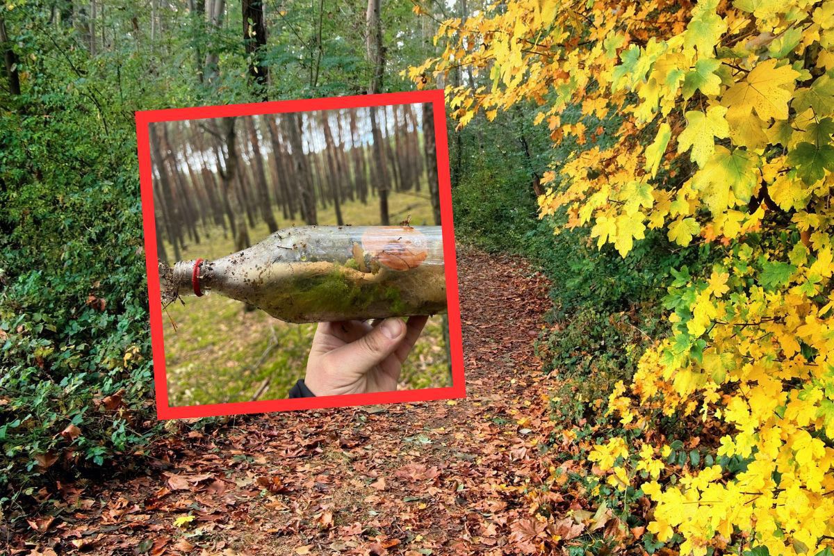 Niezwykłe znalezisko w lesie. Zachwyca się już 5 tys. osób. "Cud natury"