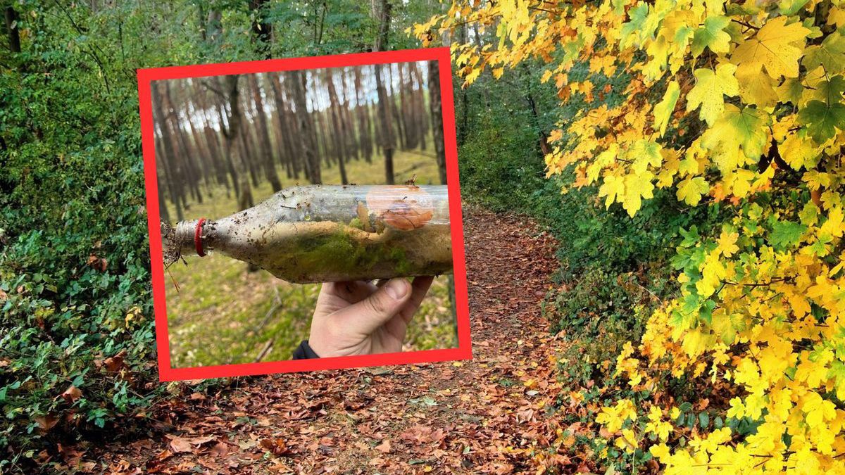Zaskakujące znalezisko w lesie