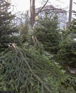 Topią je w rzekach. W Finlandii nie wyrzuca się choinek na śmietnik