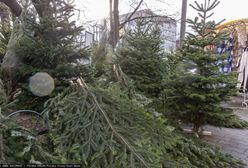 Topią je w rzekach. W Finlandii nie wyrzuca się choinek na śmietnik