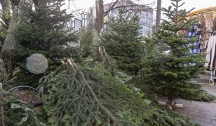 Topią je w rzekach. W Finlandii nie wyrzuca się choinek na śmietnik