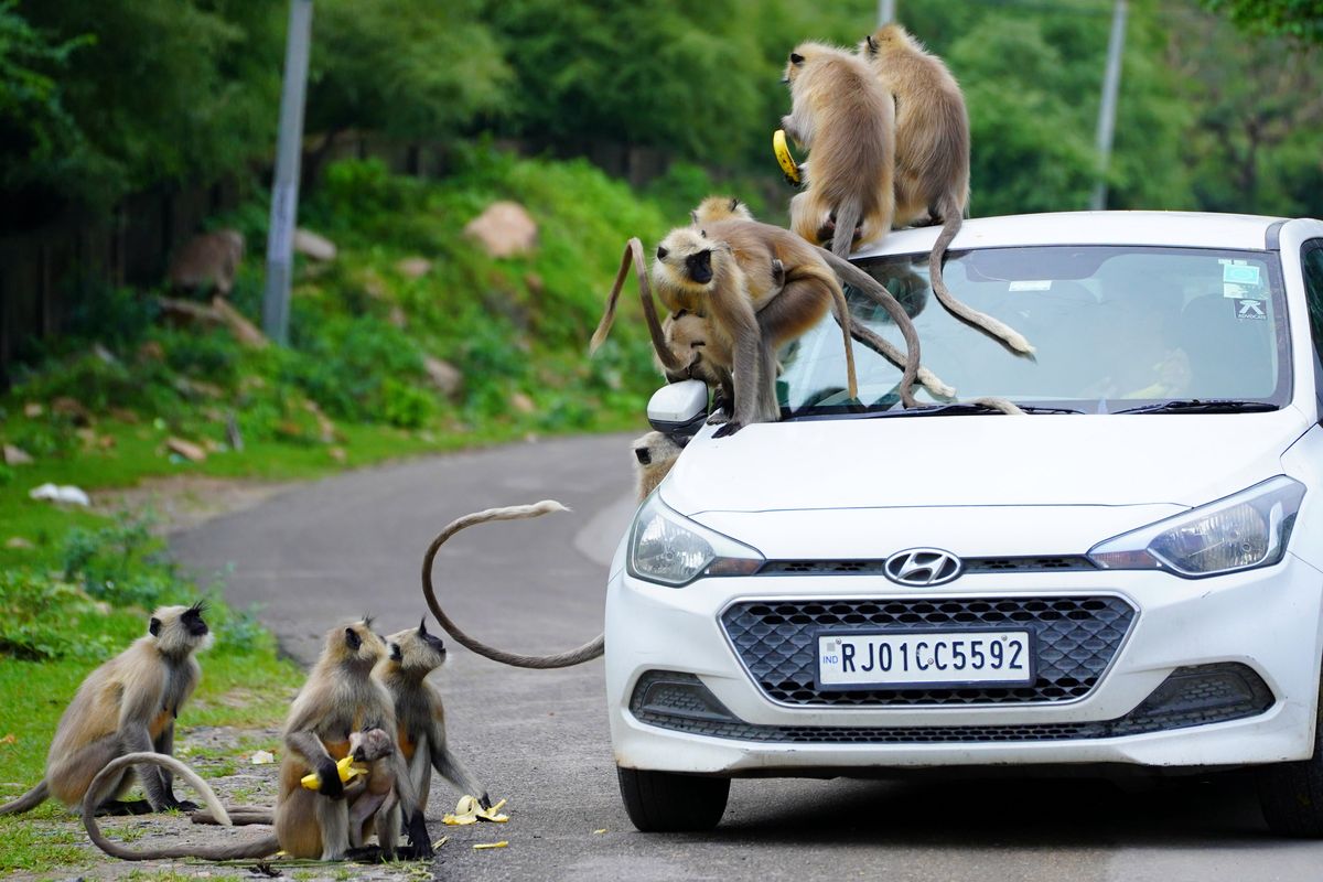 Małpy w Indaich 