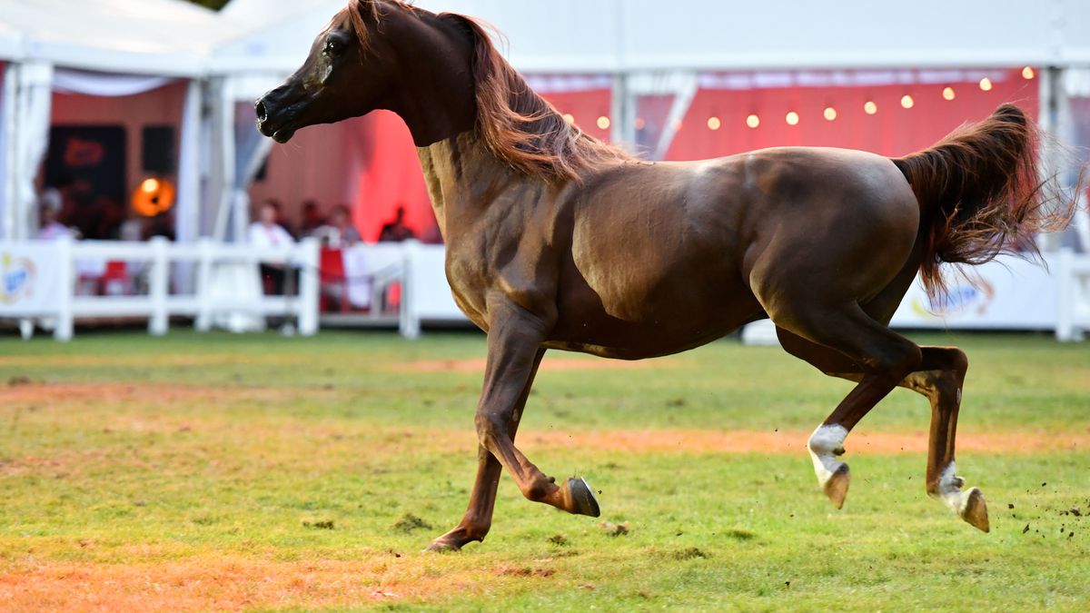 Na zdjęciu Ogier Pinito na aukcji „Pride of Poland” podczas XLIV Narodowego Pokazu Koni Arabskich Czystej Krwi w Janowie Podlaskim