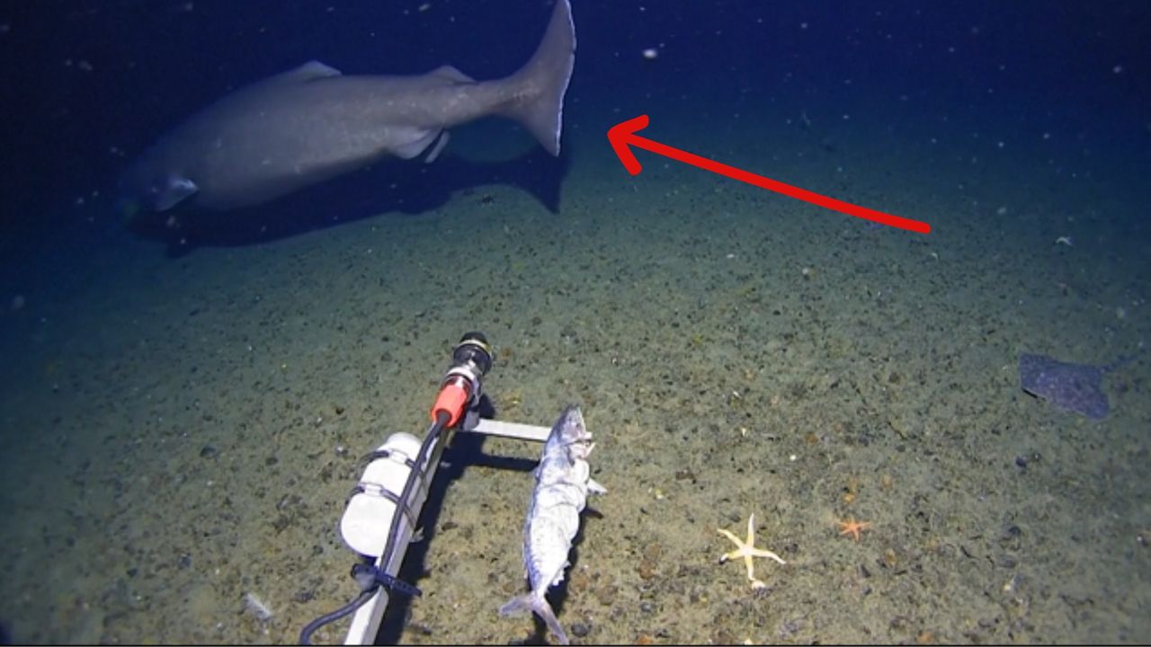 Odkrycie w Oceanie Arktycznym. Naukowcy przecierali oczy ze zdziwienia