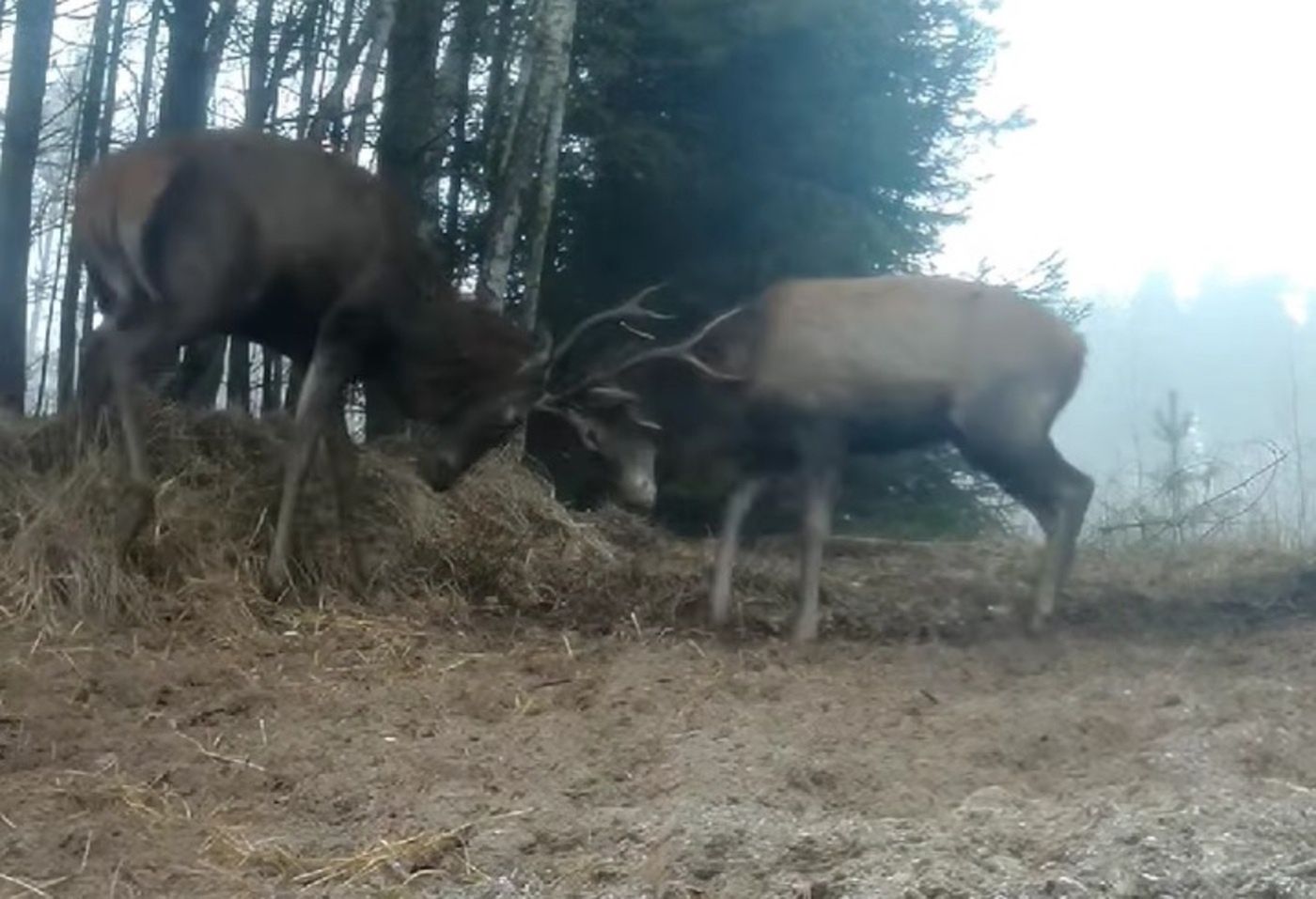 Co za starcie! Fotopułapka nagrała dwa jelenie