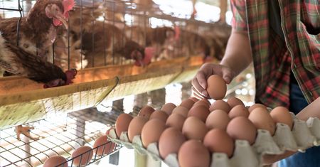 Supermarkety w Anglii będą racjonować jajka. Rozważają też import z Polski