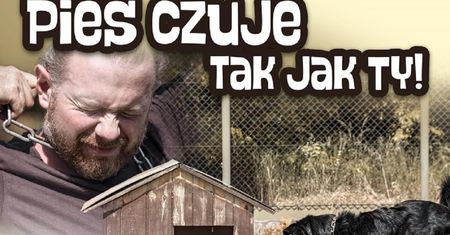 Jak chronić zwierzęta przed upałami — praktyczne porady