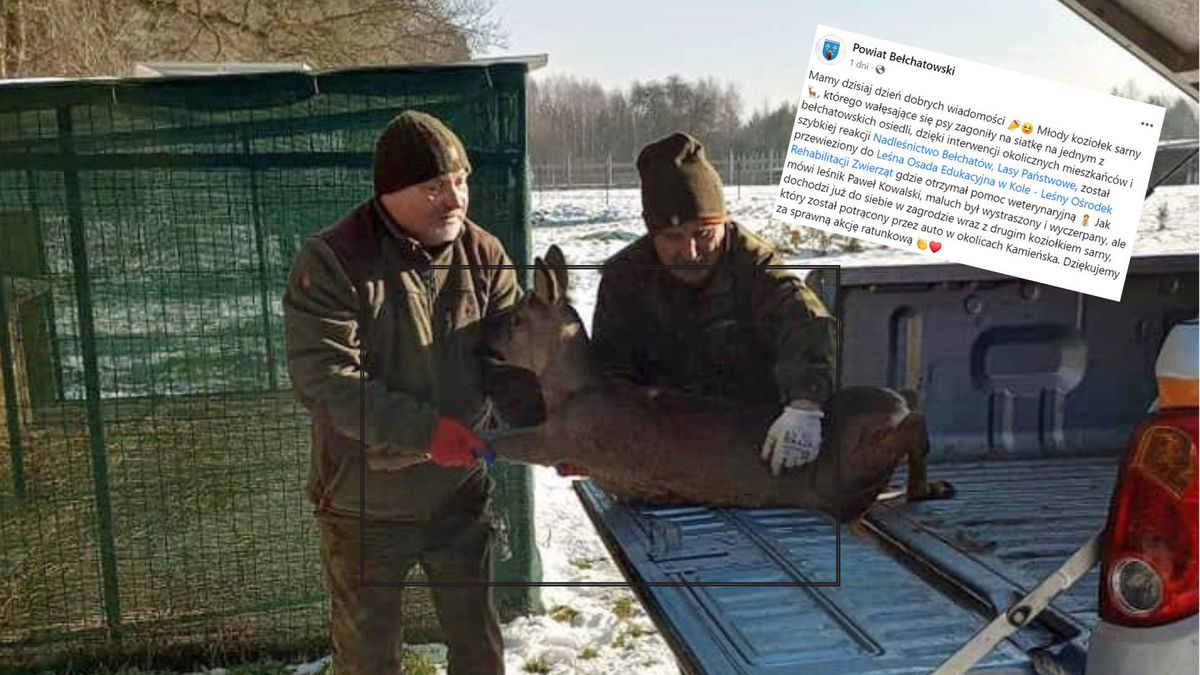 koziołek sarny uratowany