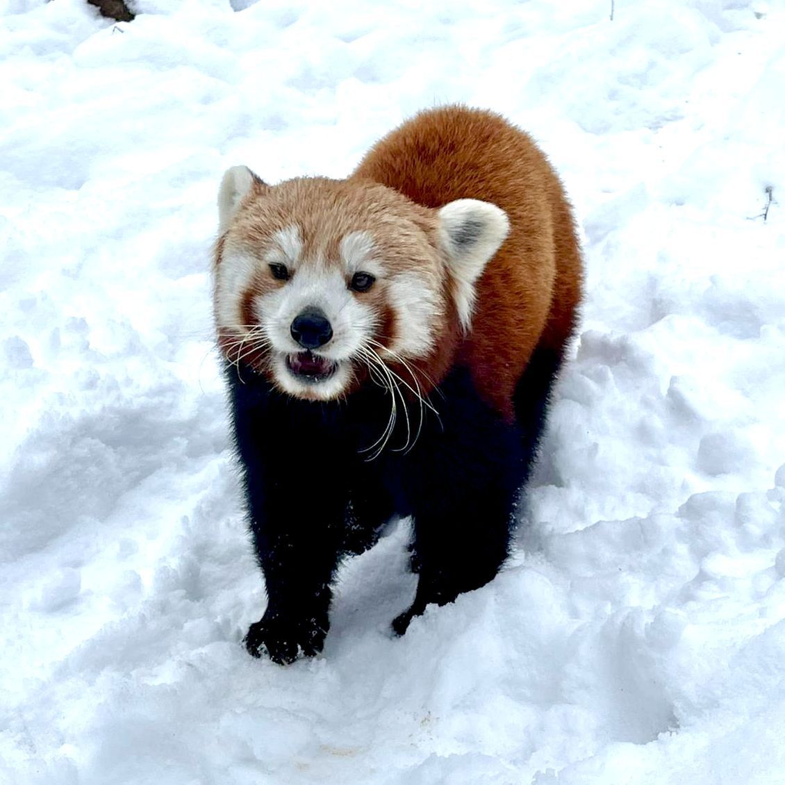 Zoo przekazało zaskakujące wieści. "Zaginęła"