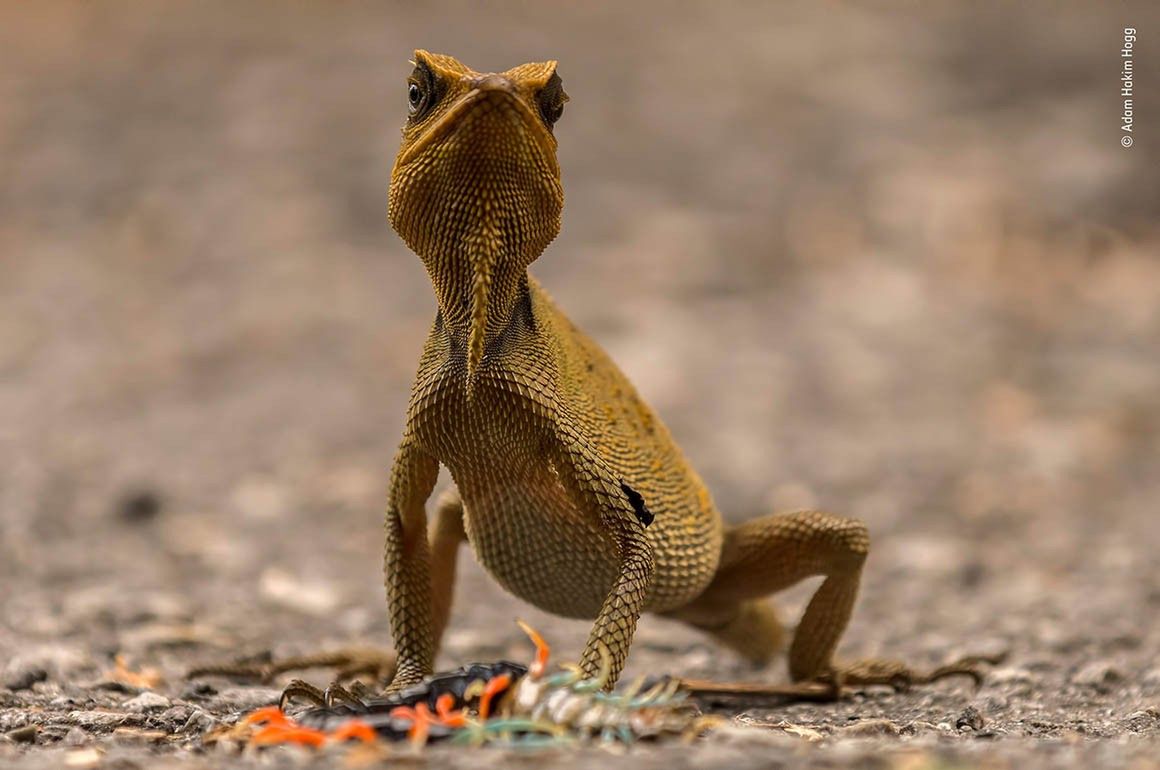 Wildlife Photographer of the Year 2018 - zobacz najlepsze zdjęcia z konkursu 2