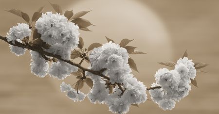 Hiroaki Hasumi przedstawia piękno Japonii w projekcie "Nippon"