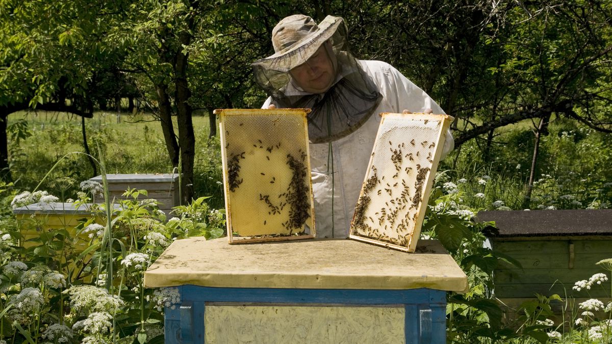 Katy, Poland
KATY, POLAND-JUNE 2008:  Andrzej Kaminski's land was owned by his Father and Grandfather before him in the Katy region of Poland. He studied bee keeping for 5 years and keeps 50 hives producing 1 tonne of honey per year, which is sold locally.  (Photo by Tom Stoddart/Getty Images)
Tom Stoddart
Huty 16896
