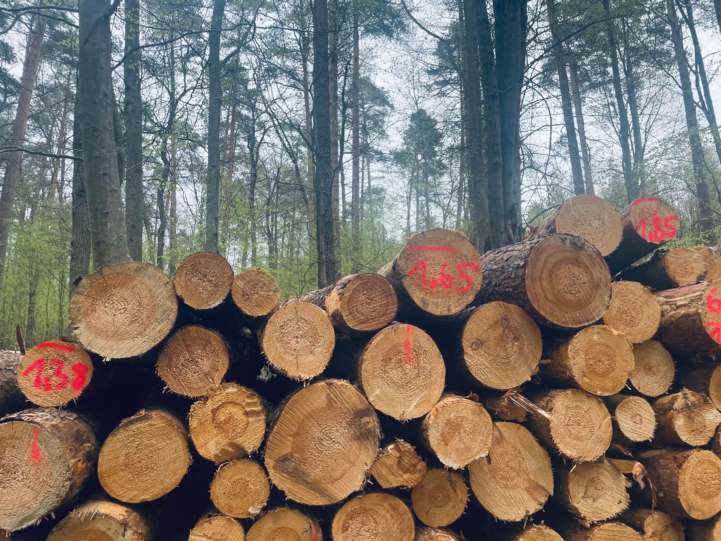 Ekolodzy i społecznicy od dawna alarmują, że trwa niekontrolowana wycinka polskich lasów. 
