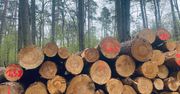 Polskie lasy znikają w oczach. Nie wiadomo, co dzieje się z drewnem, a ceny szaleją