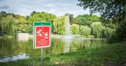 Martwe kaczki w Parku Promenada. Zaszkodziły działania człowieka?
