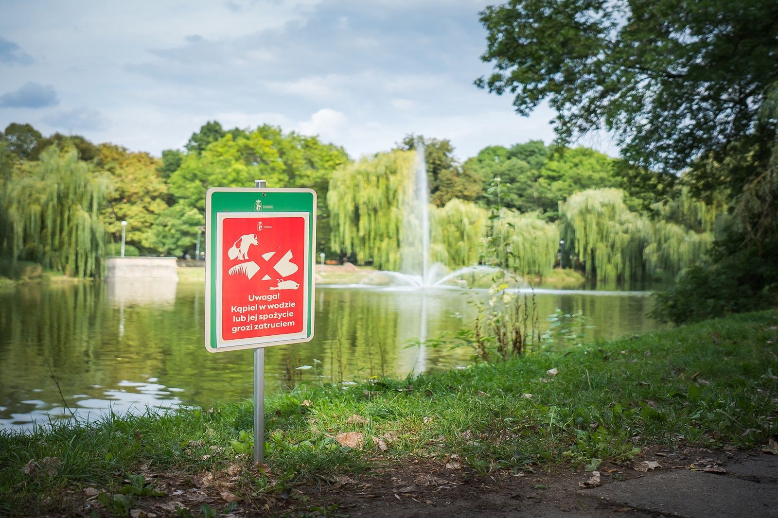 Martwe kaczki w Parku Promenada. Zaszkodziły działania człowieka?