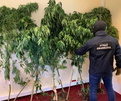 Pomorskie. Plantacja marihuany w lesie