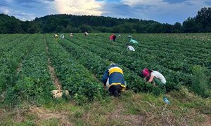Ostatni dzień samozbiorów. "Czas zakasać rękawy"