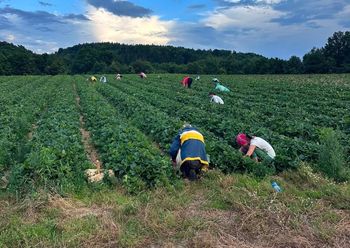 Ostatni dzień samozbiorów. "Czas zakasać rękawy"