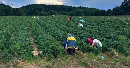 Ostatni dzień samozbiorów. "Czas zakasać rękawy"