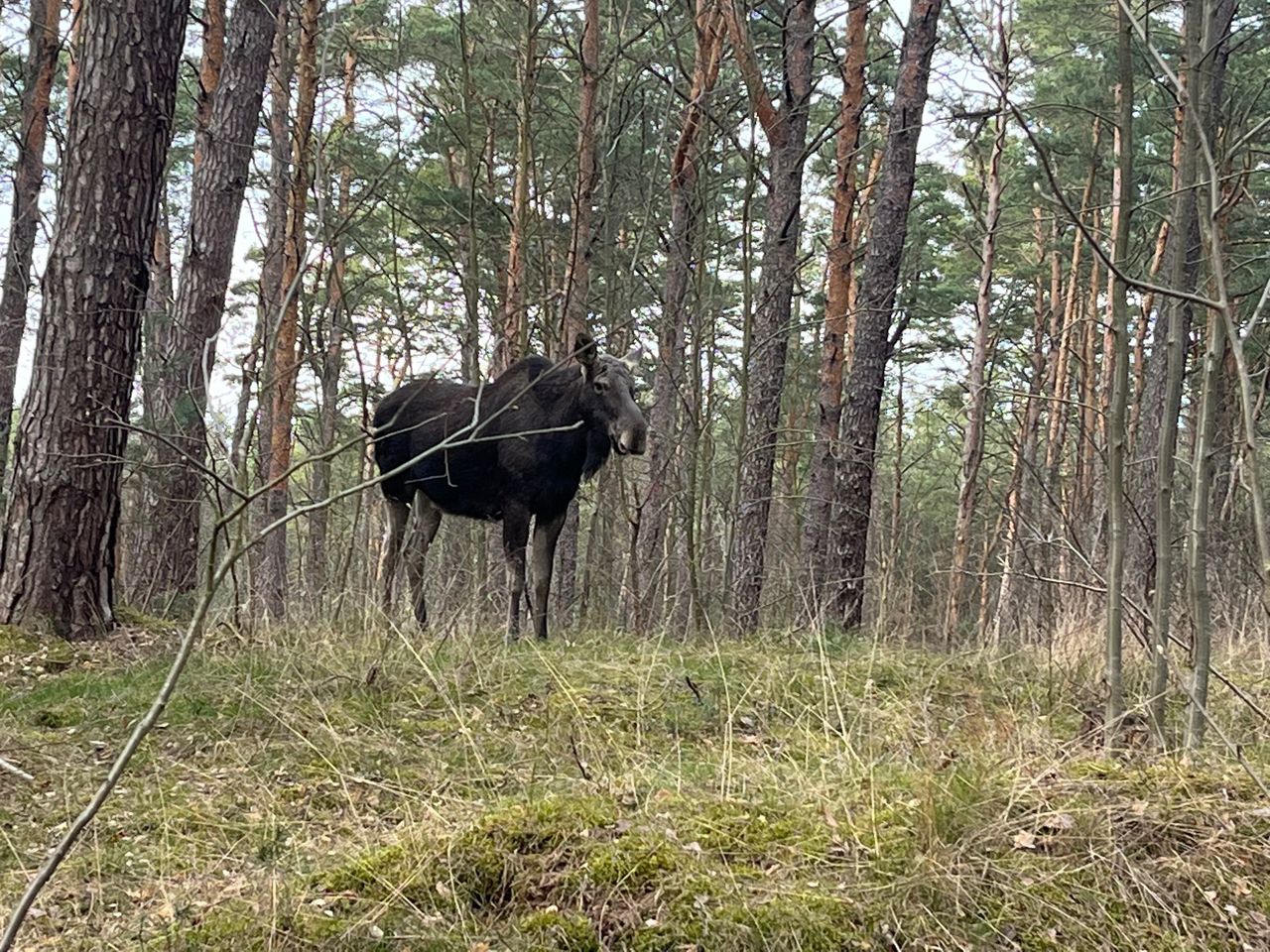 Stado łosi odwiedziło Wyspę Sobieszewską 