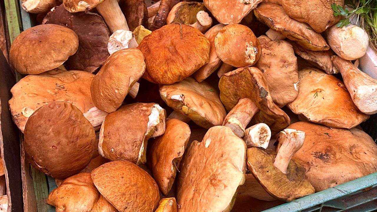 Są pyszne i zdrowe, ale łatwo je zepsuć. Najczęstsze błędy przy przygotowywaniu borowików