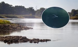 Pokonała ok. 600 km. Nietypowy gość w rzece na Dolnym Śląsku