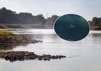 Pokonała ok. 600 km. Nietypowy gość w rzece na Dolnym Śląsku
