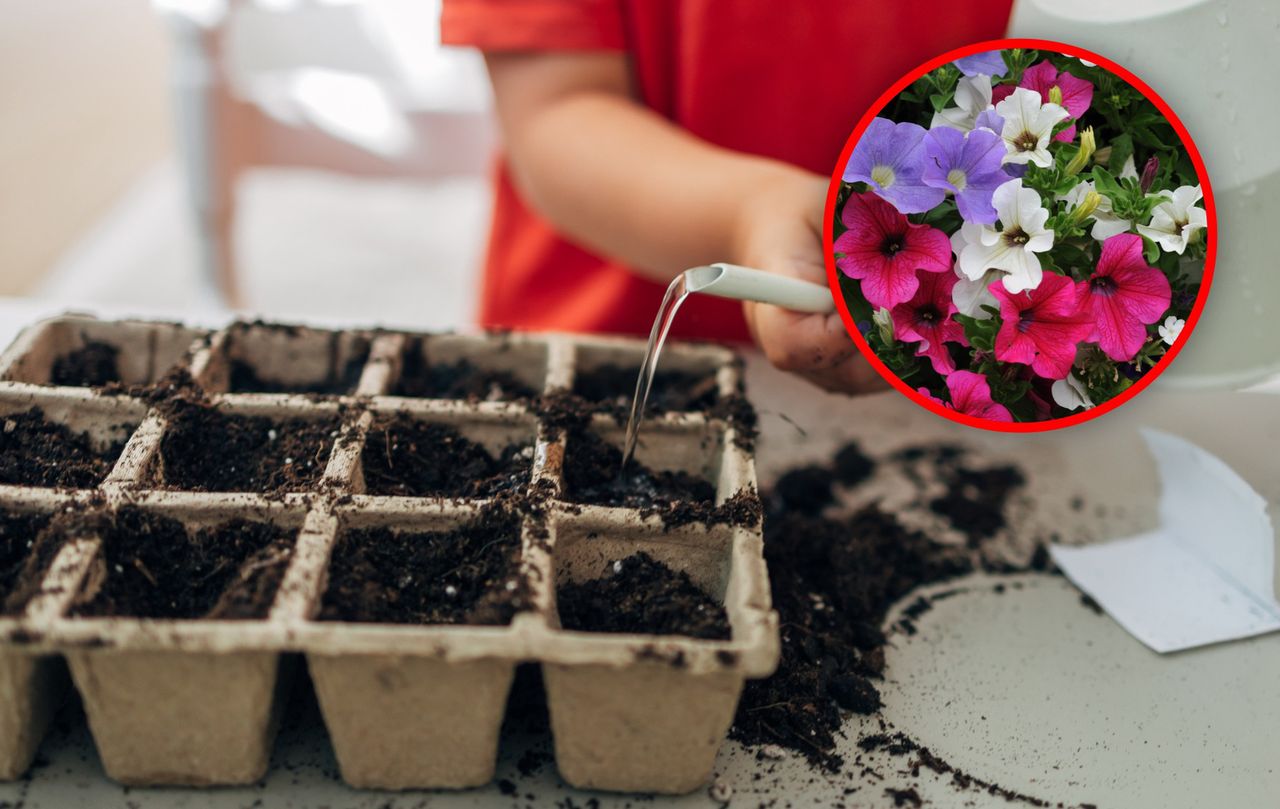 Jakie kwiaty można siać w marcu? Sprawdź, zanim ruszysz do ogrodu