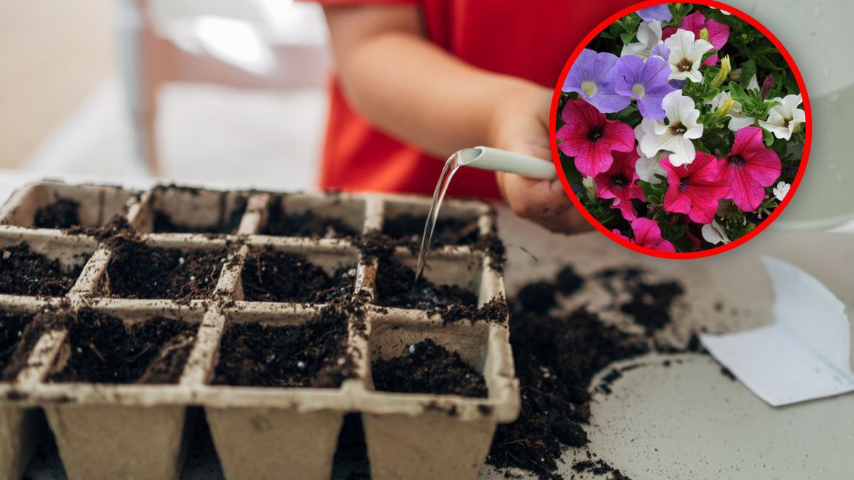 Jaki kwiaty siac w marcu?