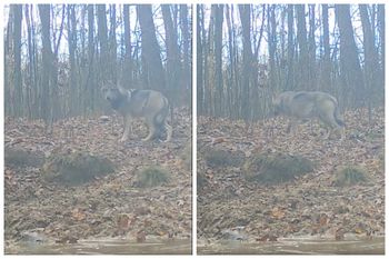 Leśne kamery nie kłamią. Pojawia się coraz częściej