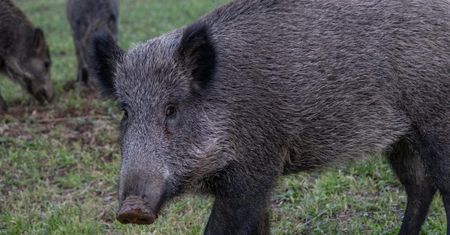 Dzik, który poszedł "na jednego". Leśnik wyjaśnia