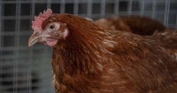 Rzekomy pomór drobiu. Kolejne ogniska