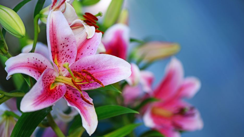 lilie, geburtstag, valentinstag, muttertag, blumen, glückwunschkarte, geburtstagskarte, heirat, hochzeit, lilien, glückwünsche, gutschein, karte, geschenk, glückwunsch, liebe, dekoration, geschenke, geschenkgutschein, glück, fest, freundschaft, wünschen, symbol, blume, postkarte, strauss, gratulation, rosa, pink, wellness, auszeit, geburtstagswünsche, alles liebe, alles gute