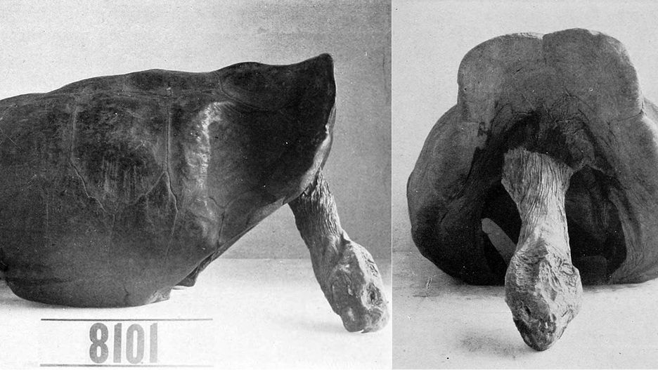 Żółw z gatunku Chelonoidis phantastica, którego odkryto w 1906 roku na Galapagos 
