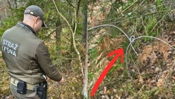 Okrutne znalezisko w gdańskim lesie. "Nielegalny proceder"
