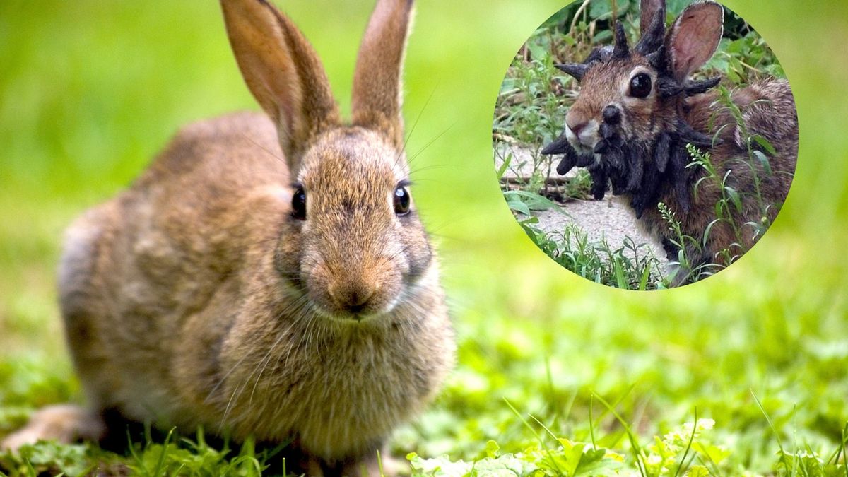 Zombie króliki w USA