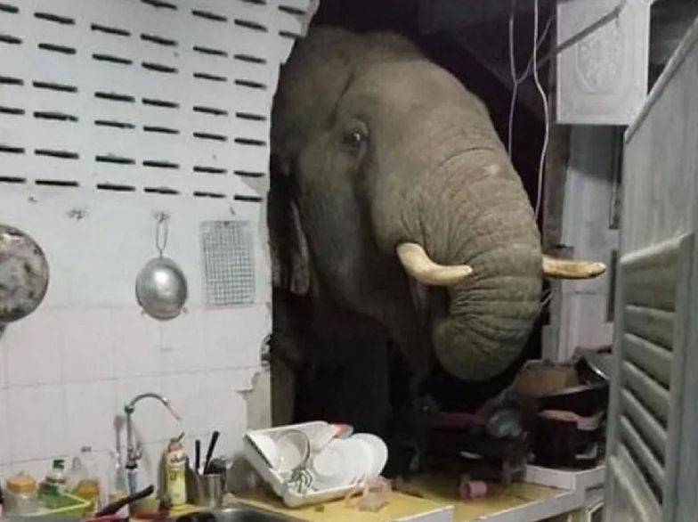 Słoń szukał jedzenia. Włamał się do domu, spowodował ogromne straty