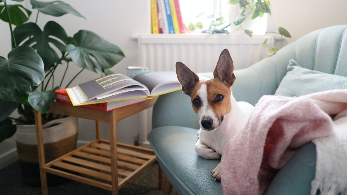 Pies siedzi na fotelu.