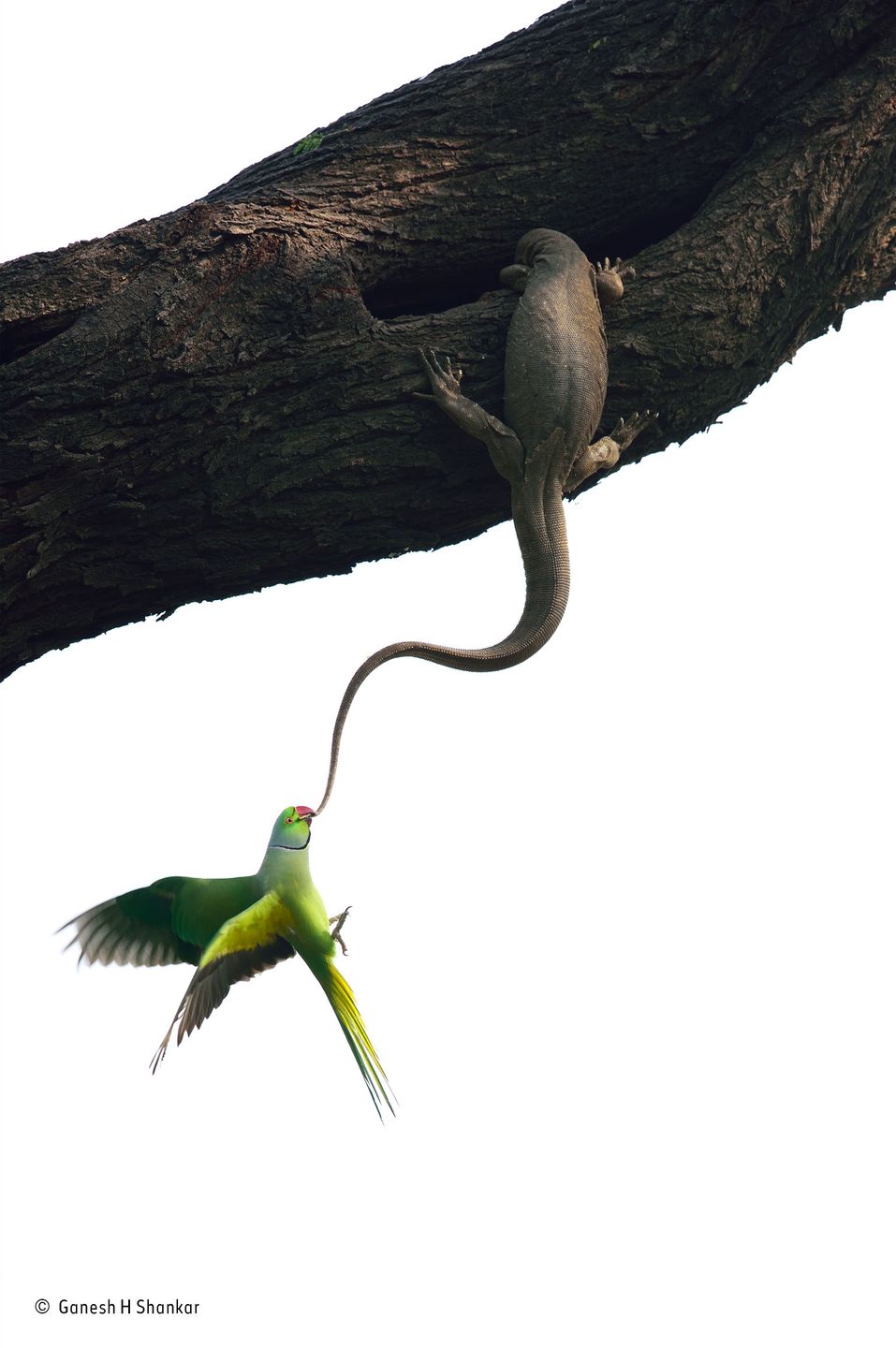 Poznaliśmy zwycięzców konkursu Wildlife Photographer of the Year 2016 10