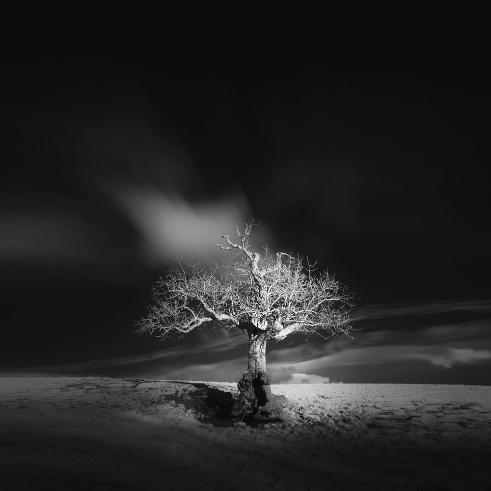 Na ile sposobów można fotografować to samo drzewo? 7