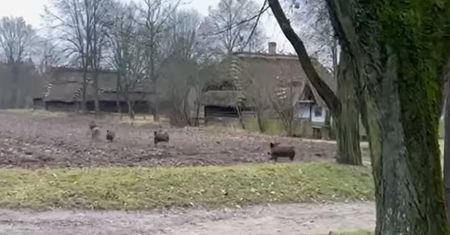 Muzeum Wsi Lubelskiej uporało się z dzikim problemem. Obiekt ponownie otwarty, a z okazji Mikołajek bezpłatny wstęp