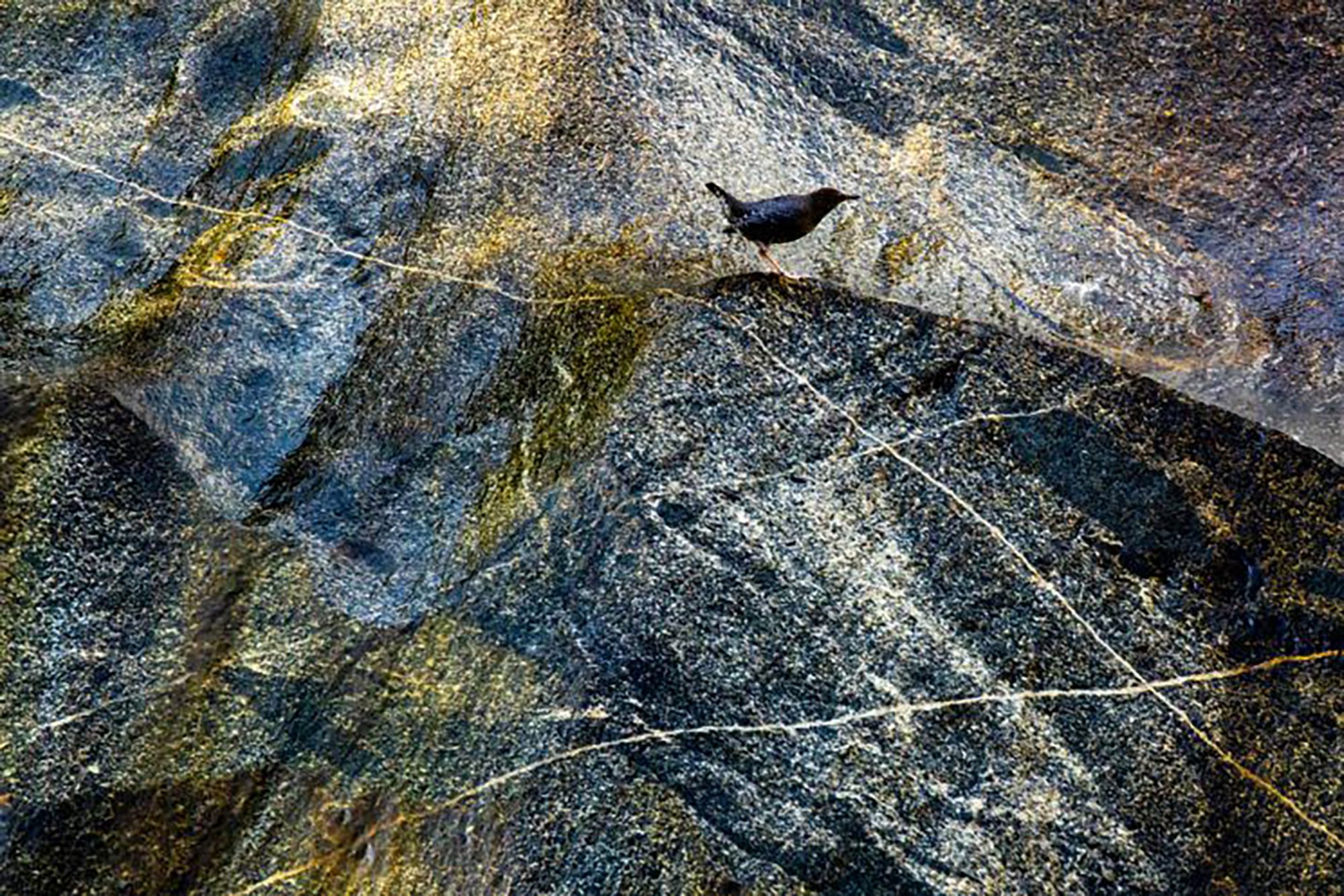 Najpiękniejsze zdjęcia przyrody w konkursie GDT Nature Photographer of the Year 3