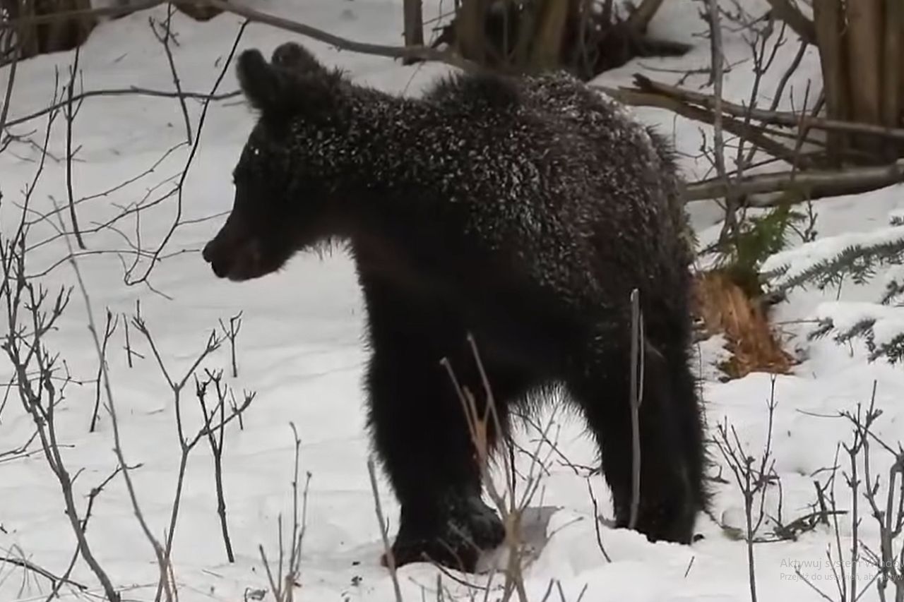 Leśnik chwycił za telefon. Nagranie poruszyło internautów