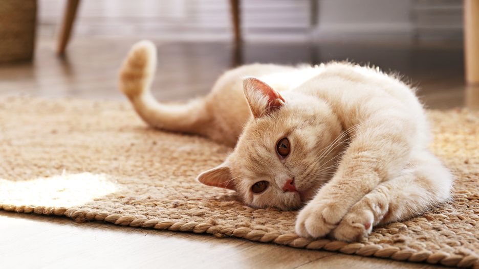 Cute red scottish fold cat with orange eyes lying on grey textile sofa at home. Soft fluffy purebred short hair straight-eared kitty. Background, copy space, close up.
Cute red scottish fold cat with orange eyes lying on grey textile sofa at home. Soft fluffy purebred short hair straight-eared kitty. Background, copy space, close up.
red, cat, home, domestic, short, hair, pet, animal, feline, cute, kitten, portrait, young, kitty, beautiful, adorable, fur, mammal, pretty, furry, tabby, white, fluffy, looking, background, orange, eyes, funny, yellow, lovely, closeup, shorthair, sweet, face, ginger, little, soft, rest, indoors, comfortable, paw, cozy, happy, breed, small, relax, straight, scottish, fold, house