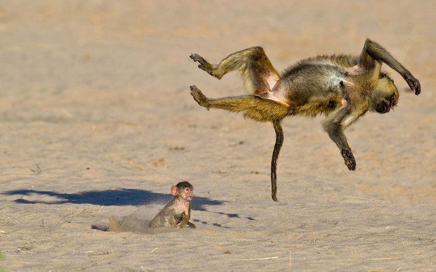 Konkurs Comedy Wildlife Photography Awards - fotografia dzikich zwierząt na wesoło 5